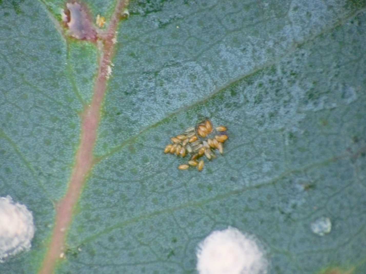 Psyllidae: Glycaspis brimblecombei; stadi successivi